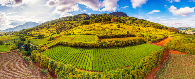 Lại một mùa hoa quỳ vàng rực rỡ