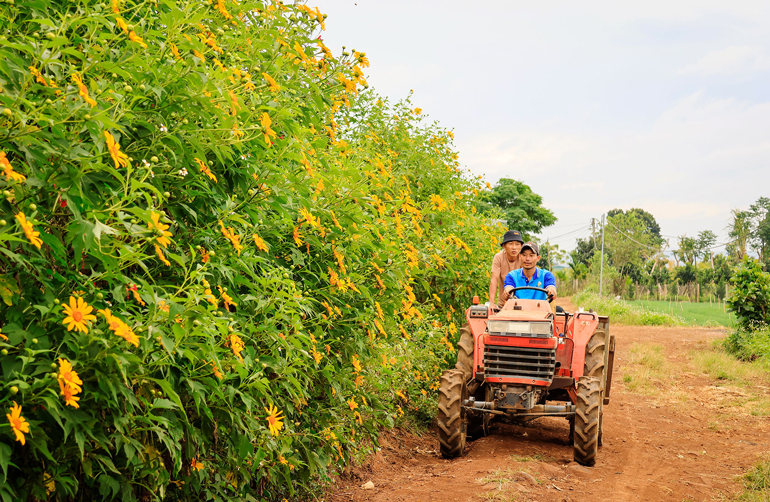 Lại một mùa hoa quỳ vàng rực rỡ