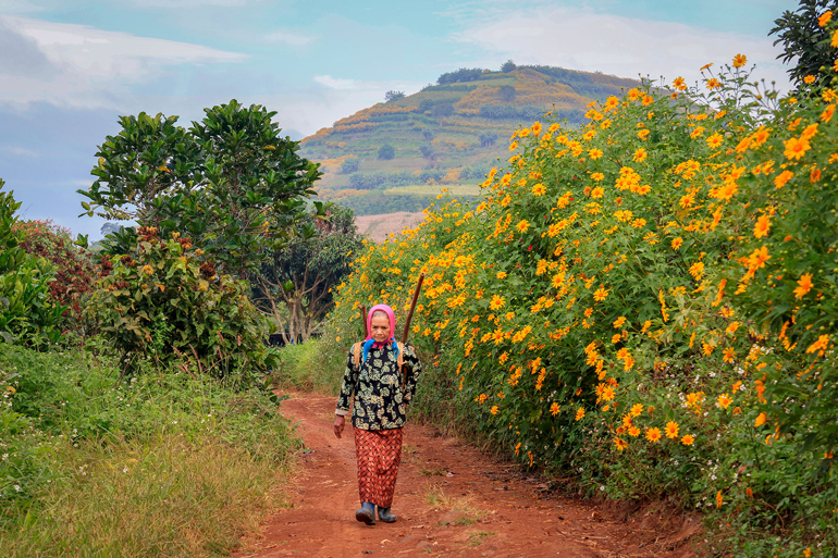 Lại một mùa hoa quỳ vàng rực rỡ