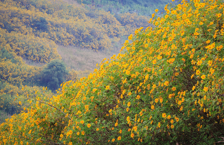 Lại một mùa hoa quỳ vàng rực rỡ