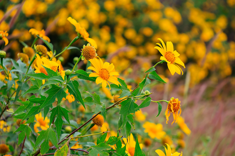 Lại một mùa hoa quỳ vàng rực rỡ