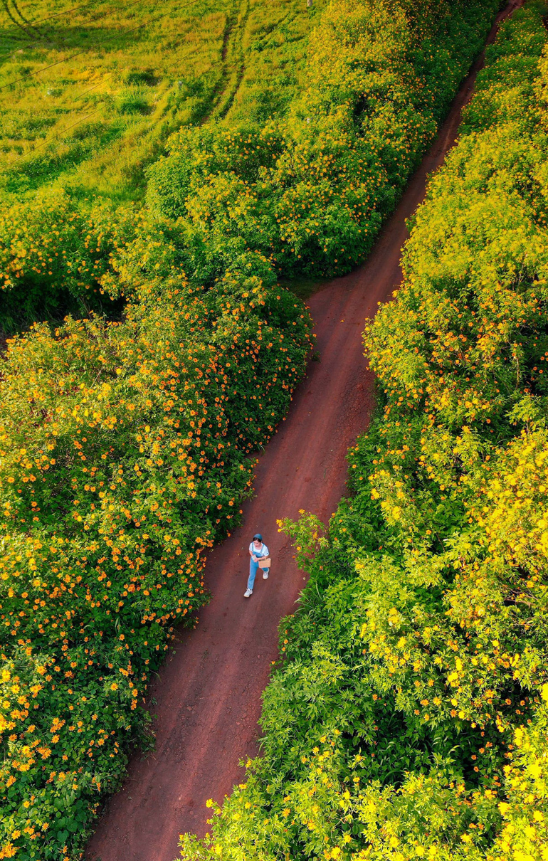 Lại một mùa hoa quỳ vàng rực rỡ