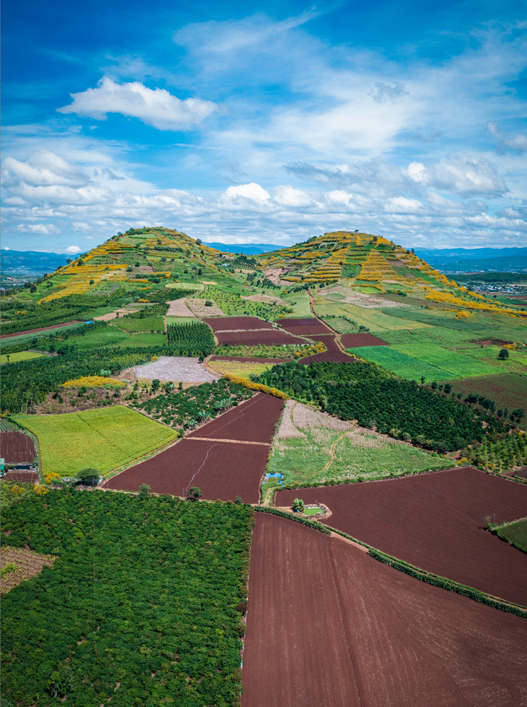 Lại một mùa hoa quỳ vàng rực rỡ