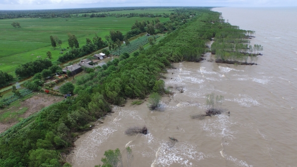 Bảo vệ và phát triển rừng ven biển, ứng phó với biến đổi khí hậu