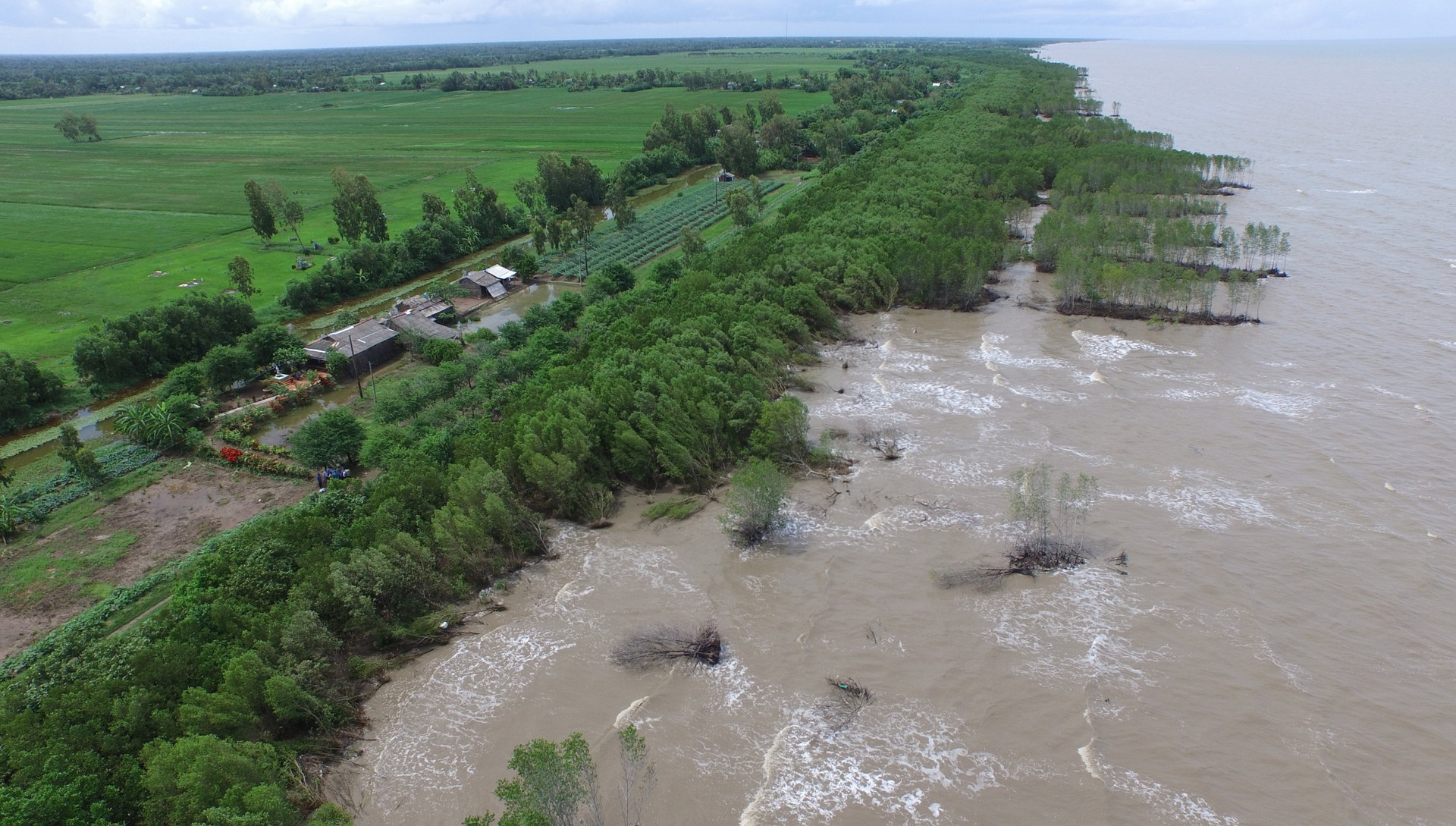 Bảo vệ và phát triển rừng ven biển, ứng phó với biến đổi khí hậu