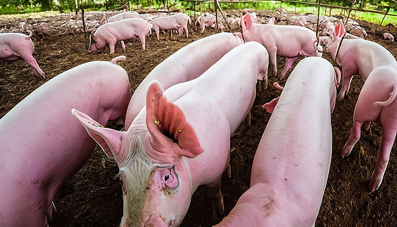 Giá heo hơi hôm nay 4/11: Đi ngang trên cả nước