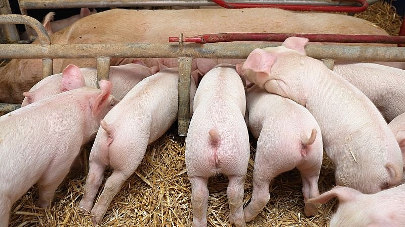 Giá heo hơi hôm nay 5/11: Tăng giảm không đồng nhất