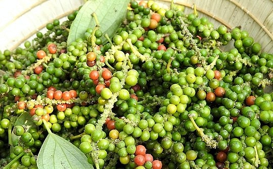 Giá tiêu hôm nay ngày 5/11: Duy trì ổn định