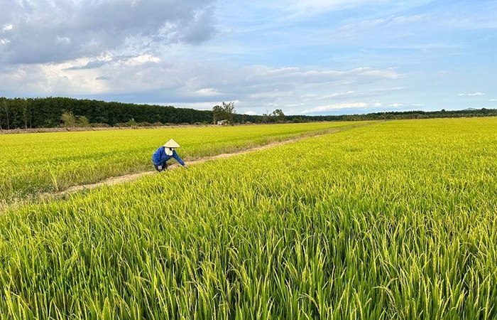 Nâng cao hiệu quả từ phát triển nông nghiệp hữu cơ Nâng cao hiệu quả từ phát triển nông nghiệp hữu cơ