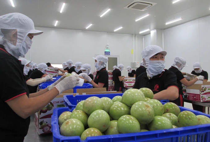 Để nông sản Việt rộng đường đến châu Âu Để nông sản Việt rộng đường đến châu Âu