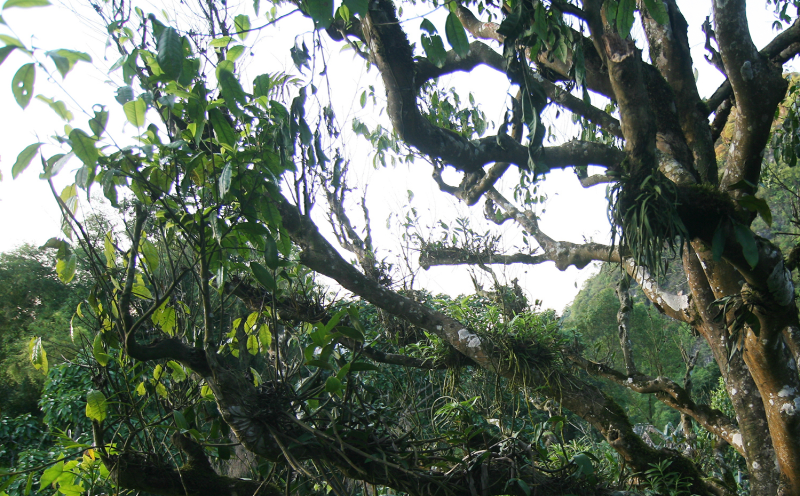 Hà Giang ưu tiên phát triển chuỗi giá trị chè Shan tuyết Hà Giang ưu tiên phát triển chuỗi giá trị chè Shan tuyết