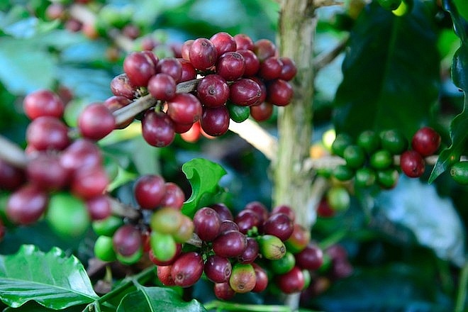 Giá cà phê hôm nay 19/11: Tổng kết tuần Robusta biến động mạnh Giá cà phê hôm nay 19/11: Thị trường ổn định