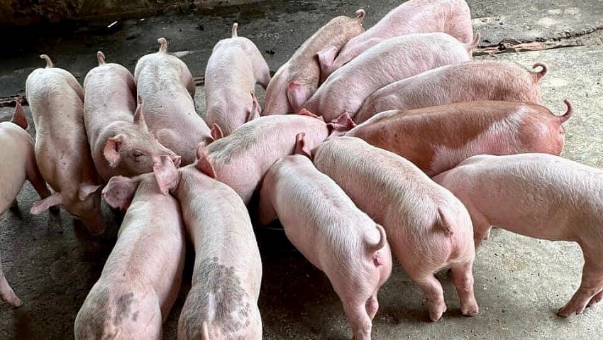 Giá heo hơi hôm nay 19/11: Cao nhất ở mức 53.000 đồng/kg