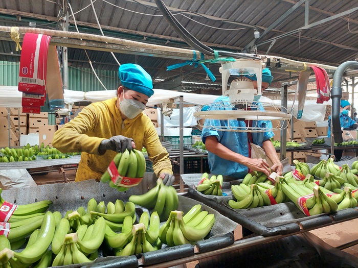 Xây dựng, quản lý mã số vùng trồng nông sản Xây dựng, quản lý mã số vùng trồng nông sản