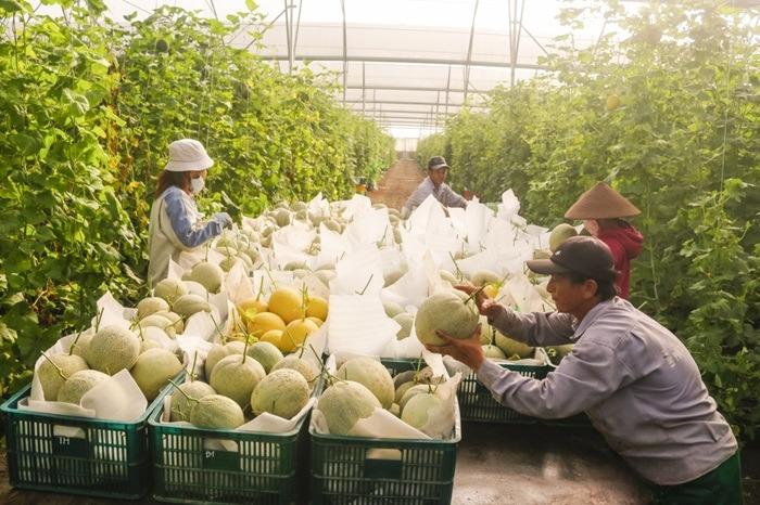 Xây dựng, quản lý mã số vùng trồng nông sản Xây dựng, quản lý mã số vùng trồng nông sản