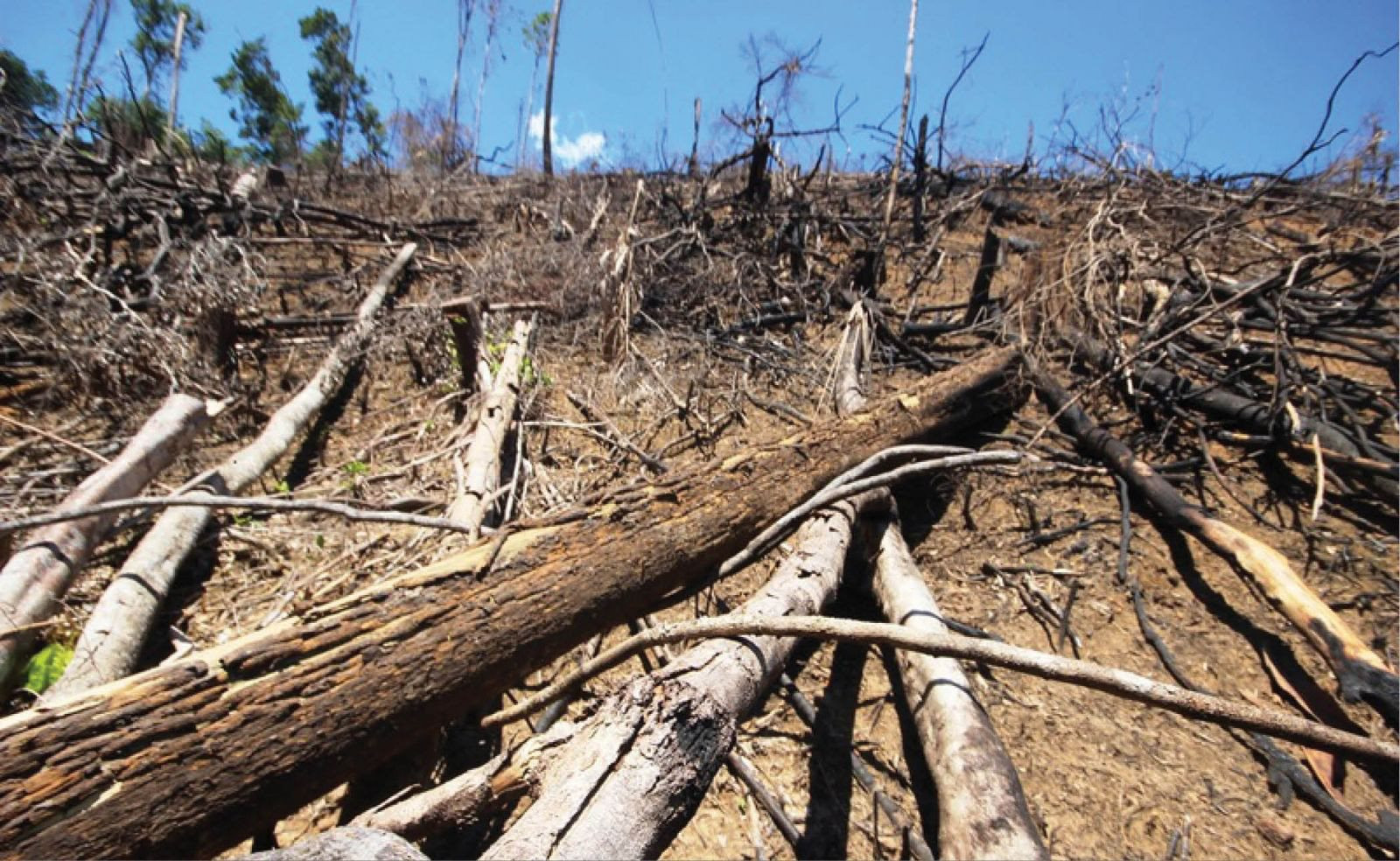 Tác động của biến đổi khí hậu đối với tài nguyên rừng