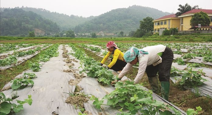 Phòng chống rét đậm, rét hại, bảo vệ cây trồng và vật nuôi