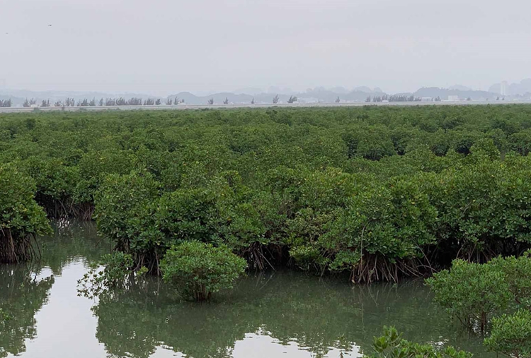 Cơ sở pháp lý quan trọng thúc đẩy bảo tồn, ngăn chặn suy giảm đa dạng sinh học