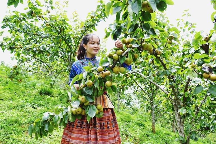 Đẩy mạnh ứng dụng công nghệ trong sản xuất nông nghiệp Đẩy mạnh ứng dụng công nghệ trong sản xuất nông nghiệp