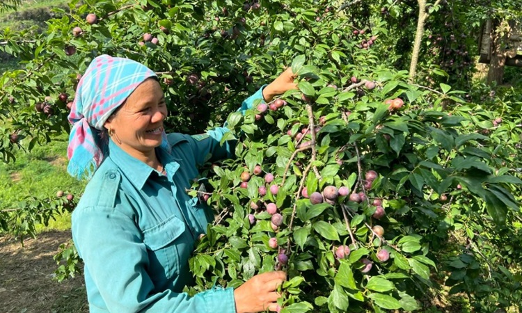Đẩy mạnh ứng dụng công nghệ trong sản xuất nông nghiệp Đẩy mạnh ứng dụng công nghệ trong sản xuất nông nghiệp