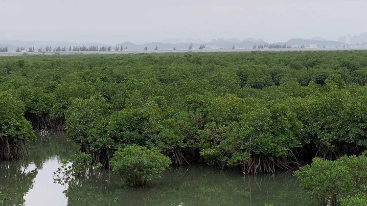 Cơ sở pháp lý quan trọng thúc đẩy bảo tồn, ngăn chặn suy giảm đa dạng sinh học