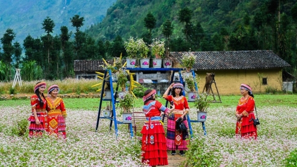 Tuyên Quang đặt nhiều kỳ vọng ở Lễ hội hoa Tam giác mạch