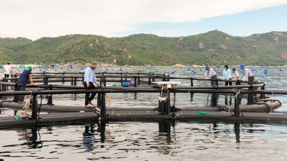 Hiệu quả cao từ ứng dụng công nghệ lồng HDPE trong nuôi biển