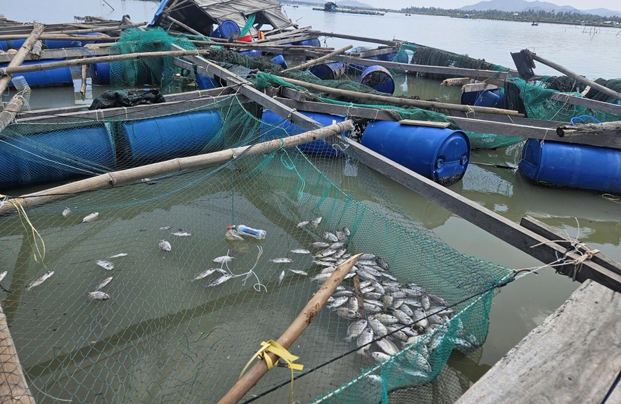 Đắk Lắk tập trung khôi phục sản xuất nông nghiệp sau bão số 13