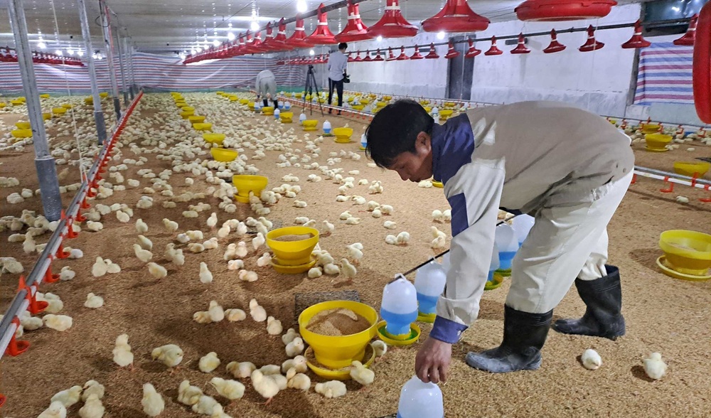 Công nghệ cao mở hướng phát triển mới cho ngành chăn nuôi Bắc Ninh