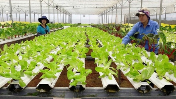 Thúc đẩy nghiên cứu, ứng dụng công nghệ sinh học trong sản xuất nông nghiệp