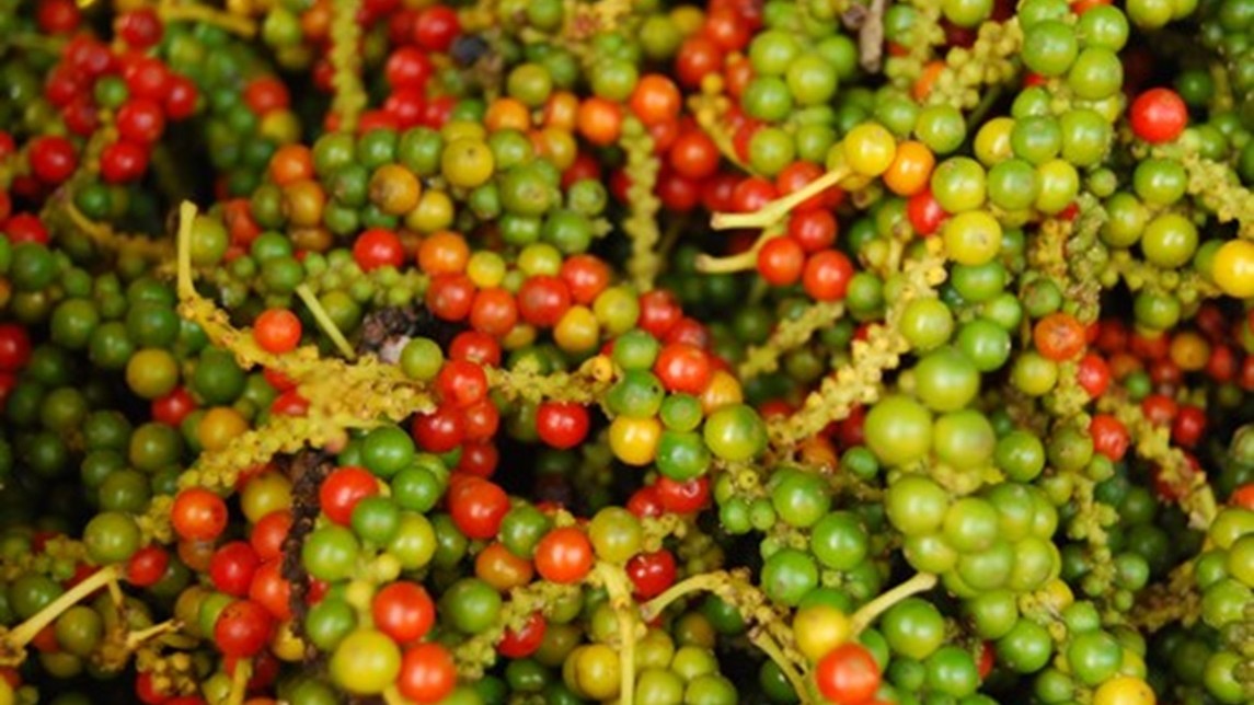 Giá tiêu hôm nay 21/11: Lo ngại mưa lũ ảnh hưởng sản lượng vụ mới