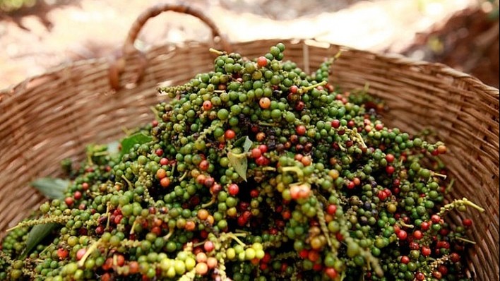 Giá tiêu hôm nay 25/11: Đồng loạt tăng mạnh