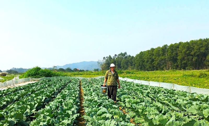 Quảng Ngãi: Thúc đẩy tái cơ cấu, ứng dụng công nghệ trong nông nghiệp
