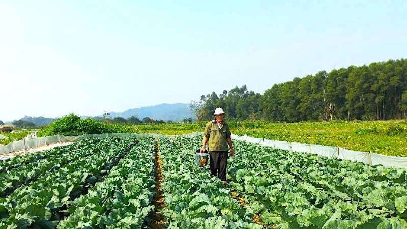 Quảng Ngãi: Thúc đẩy tái cơ cấu, ứng dụng công nghệ trong nông nghiệp