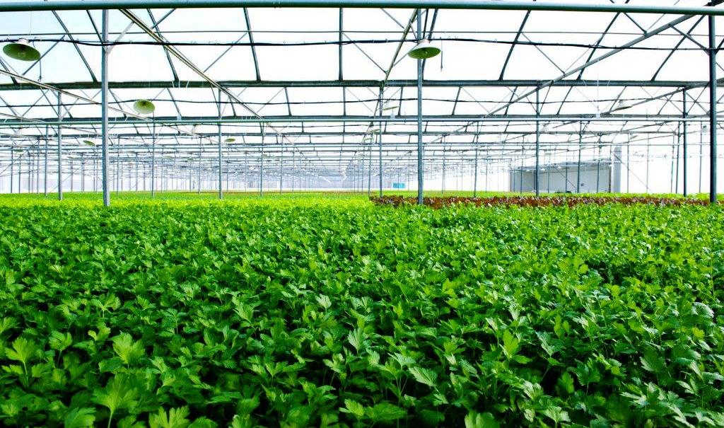 Phát triển nền nông nghiệp xanh- thân thiện với môi trường Phát triển nền nông nghiệp xanh- thân thiện với môi trường