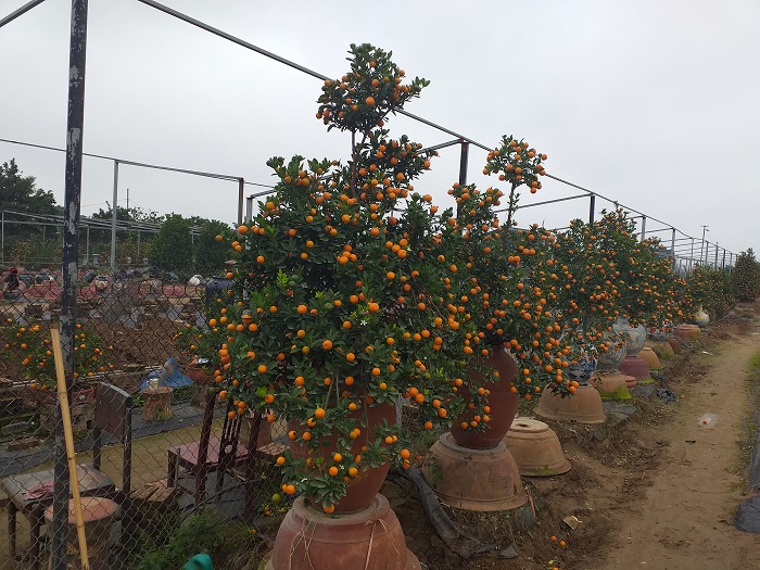 Thị trường cây cảnh Tết: Quất bonsai loại nhỏ được ưa chuộng