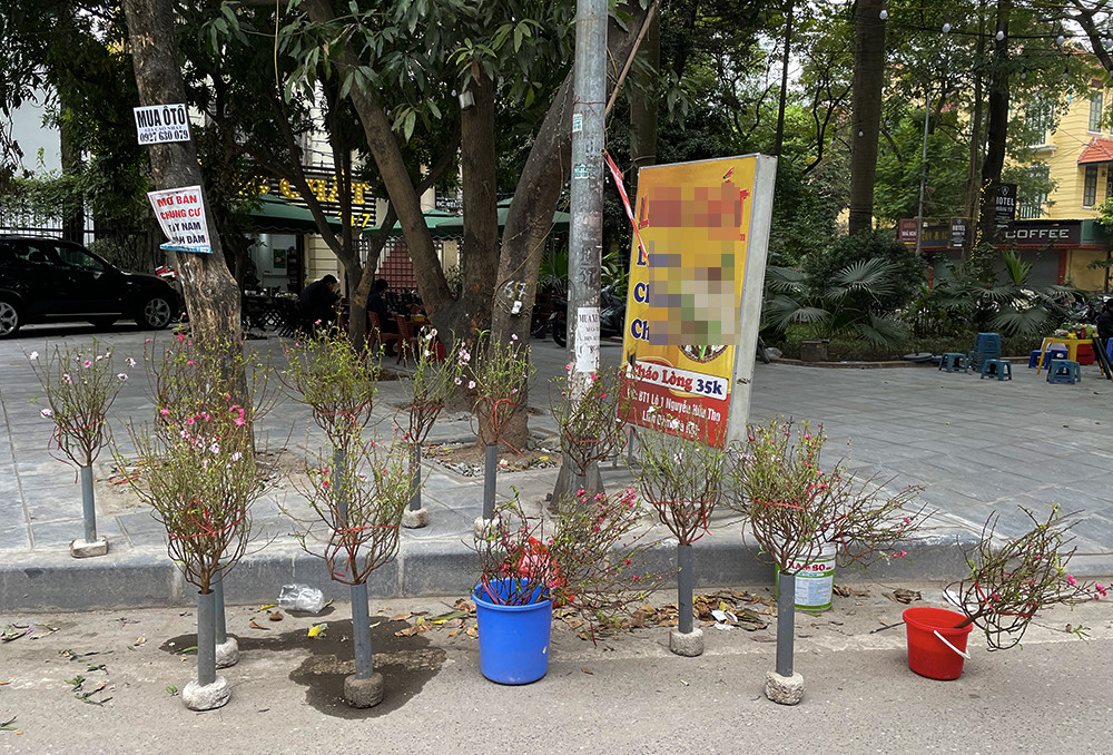 Đào Nhật Tân phục vụ khách chơi Tết sớm