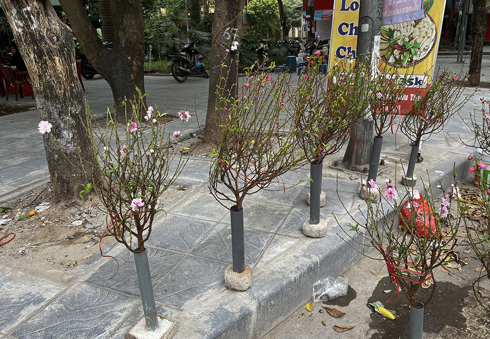 Đào Nhật Tân phục vụ khách chơi Tết sớm