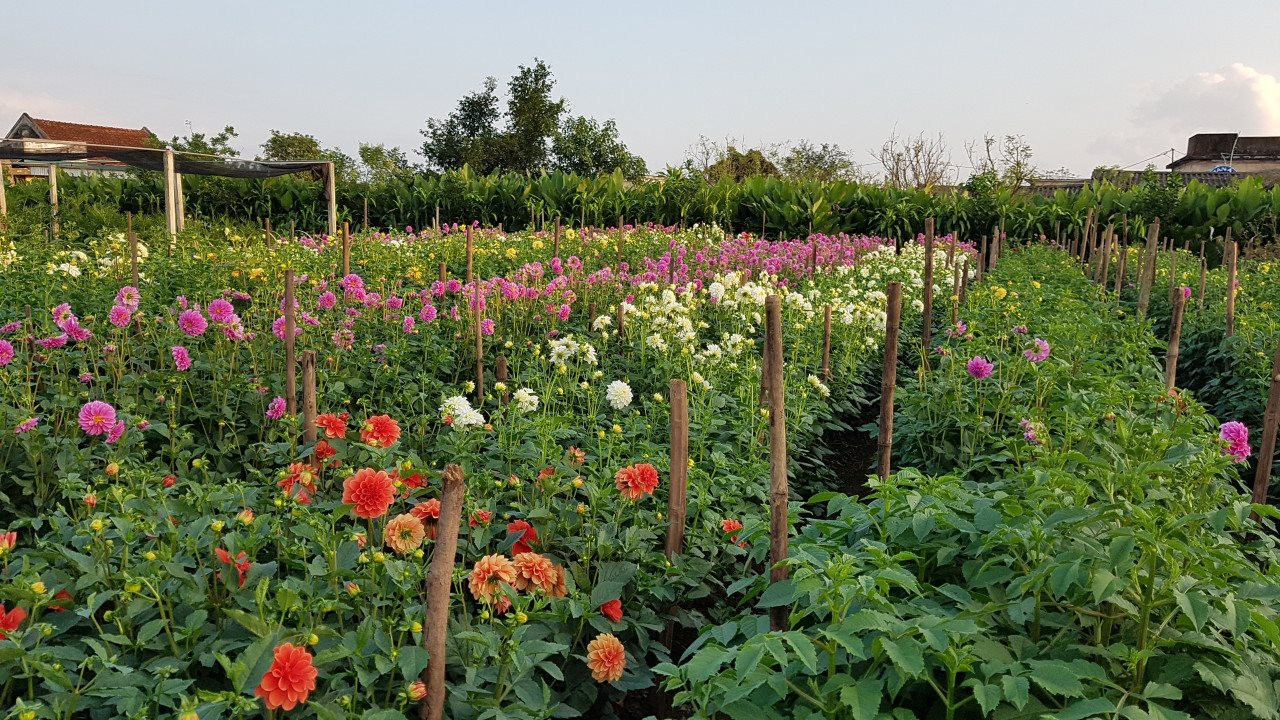 Chơi ở đâu khi đến Thái Bình? Chơi ở đâu khi đến Thái Bình?