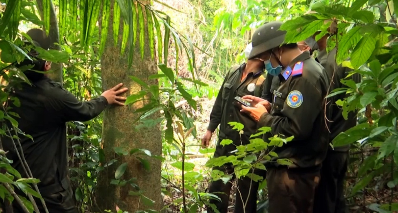 Cần xây dựng cơ chế phát triển thị trường carbon rừng Cần xây dựng cơ chế phát triển thị trường carbon rừng