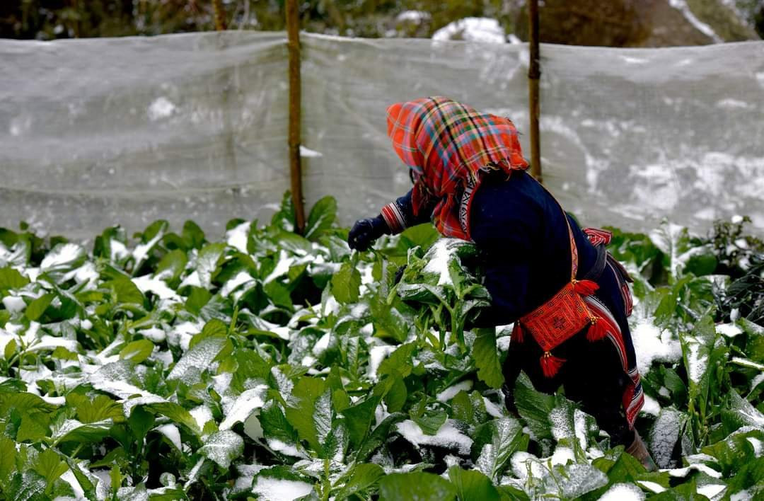 Các địa phương chủ động ứng phó với rét đậm, rét hại