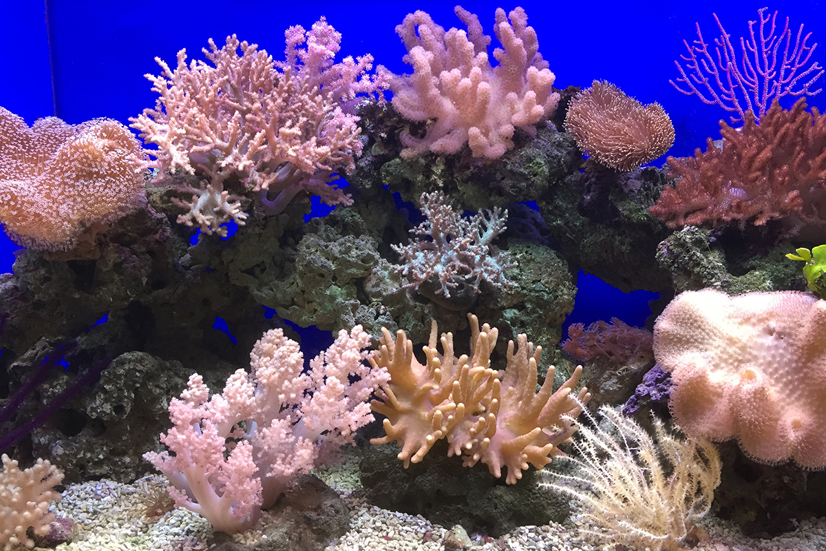 Thử nghiệm thành công phương pháp đóng băng và lưu trữ ấu trùng san hô Thử nghiệm thành công phương pháp đóng băng và lưu trữ ấu trùng san hô