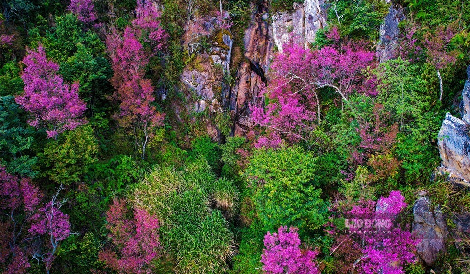 Lần đầu tiên Yên Bái tổ chức Lễ hội hoa Tớ Dày Lần đầu tiên Yên Bái tổ chức Lễ hội hoa Tớ Dày