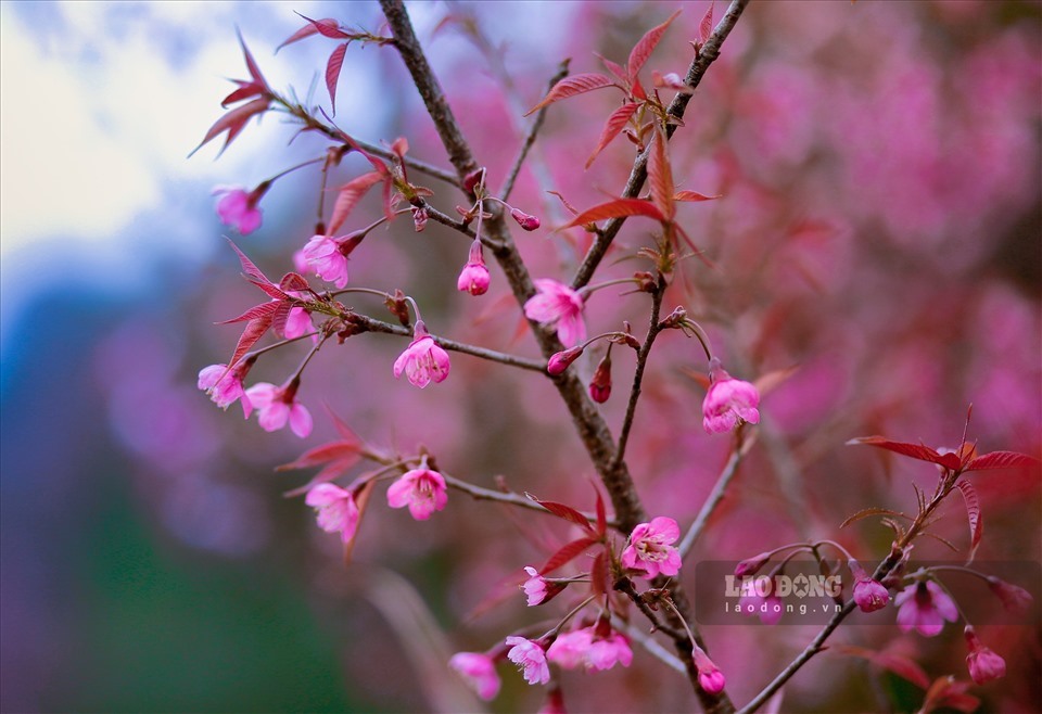 Lần đầu tiên Yên Bái tổ chức Lễ hội hoa Tớ Dày Lần đầu tiên Yên Bái tổ chức Lễ hội hoa Tớ Dày