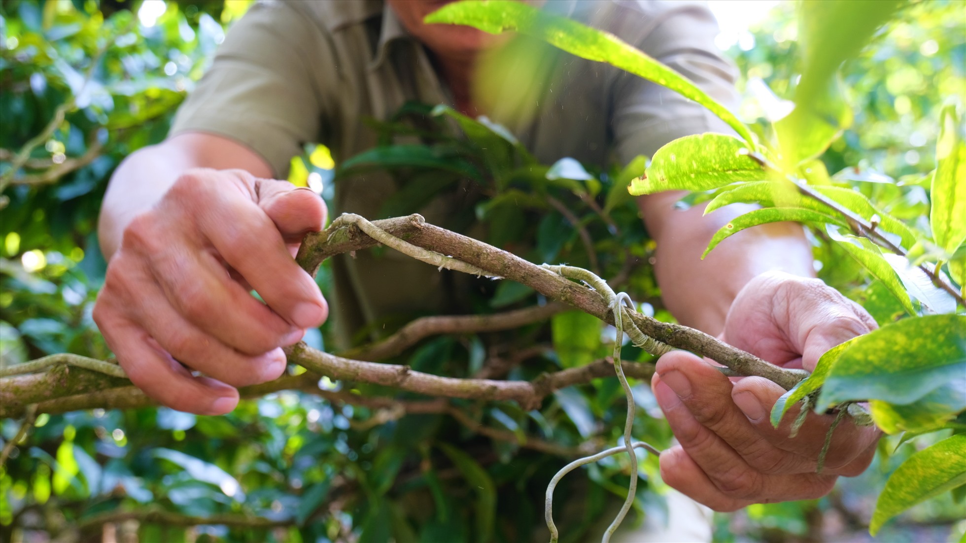 Cận Tết, nhiều vườn mai bạc tỉ ở miền Tây vẫn đìu hiu chờ khách