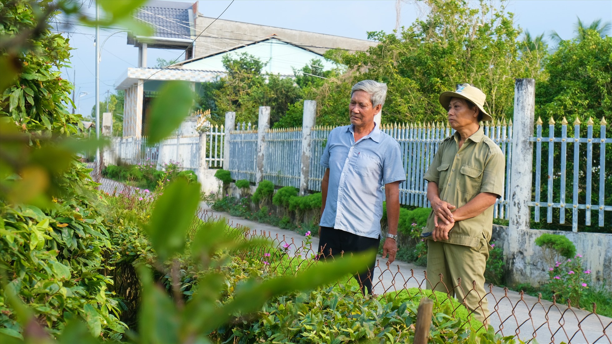 Cận Tết, nhiều vườn mai bạc tỉ ở miền Tây vẫn đìu hiu chờ khách