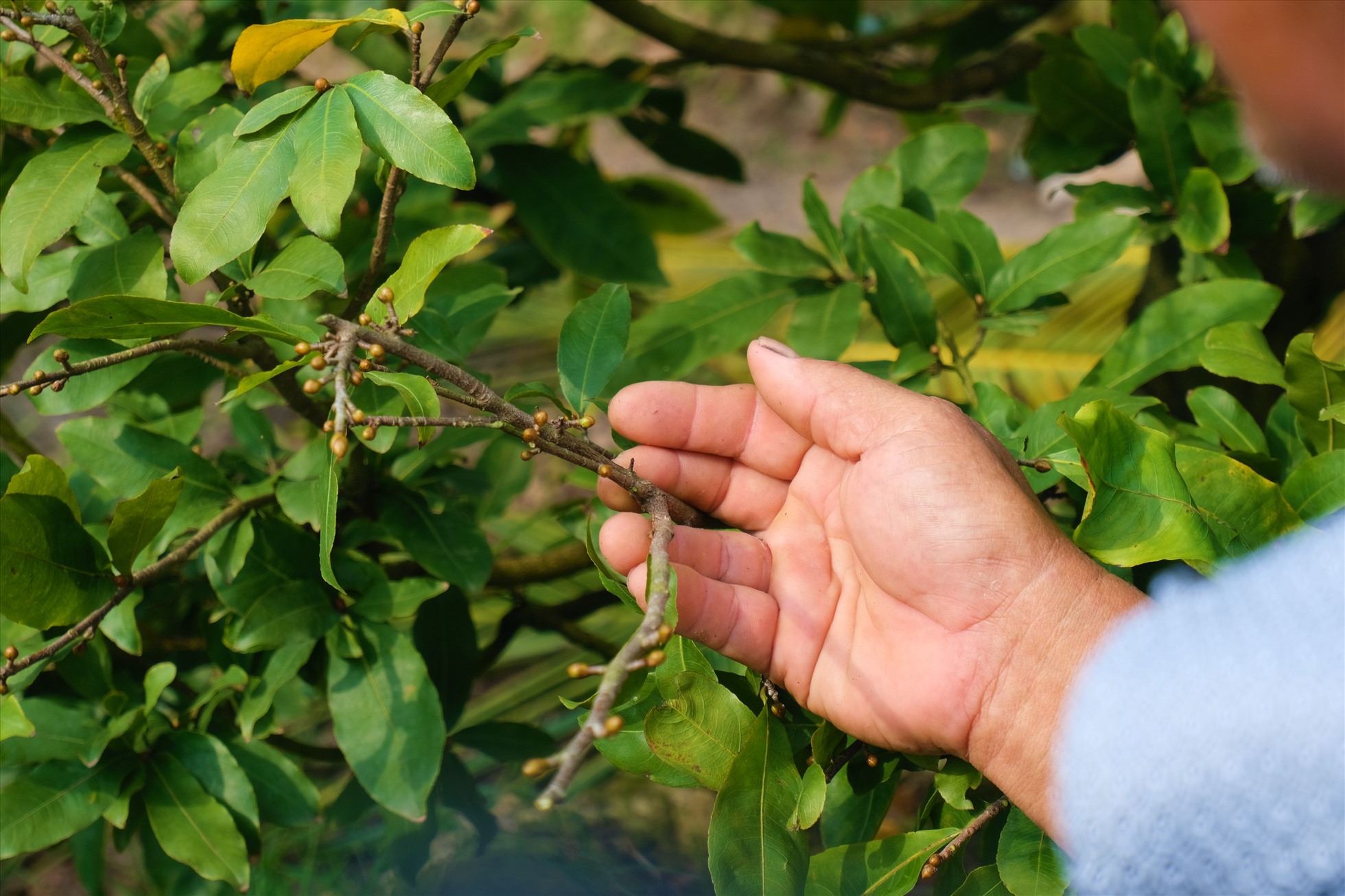 Cận Tết, nhiều vườn mai bạc tỉ ở miền Tây vẫn đìu hiu chờ khách