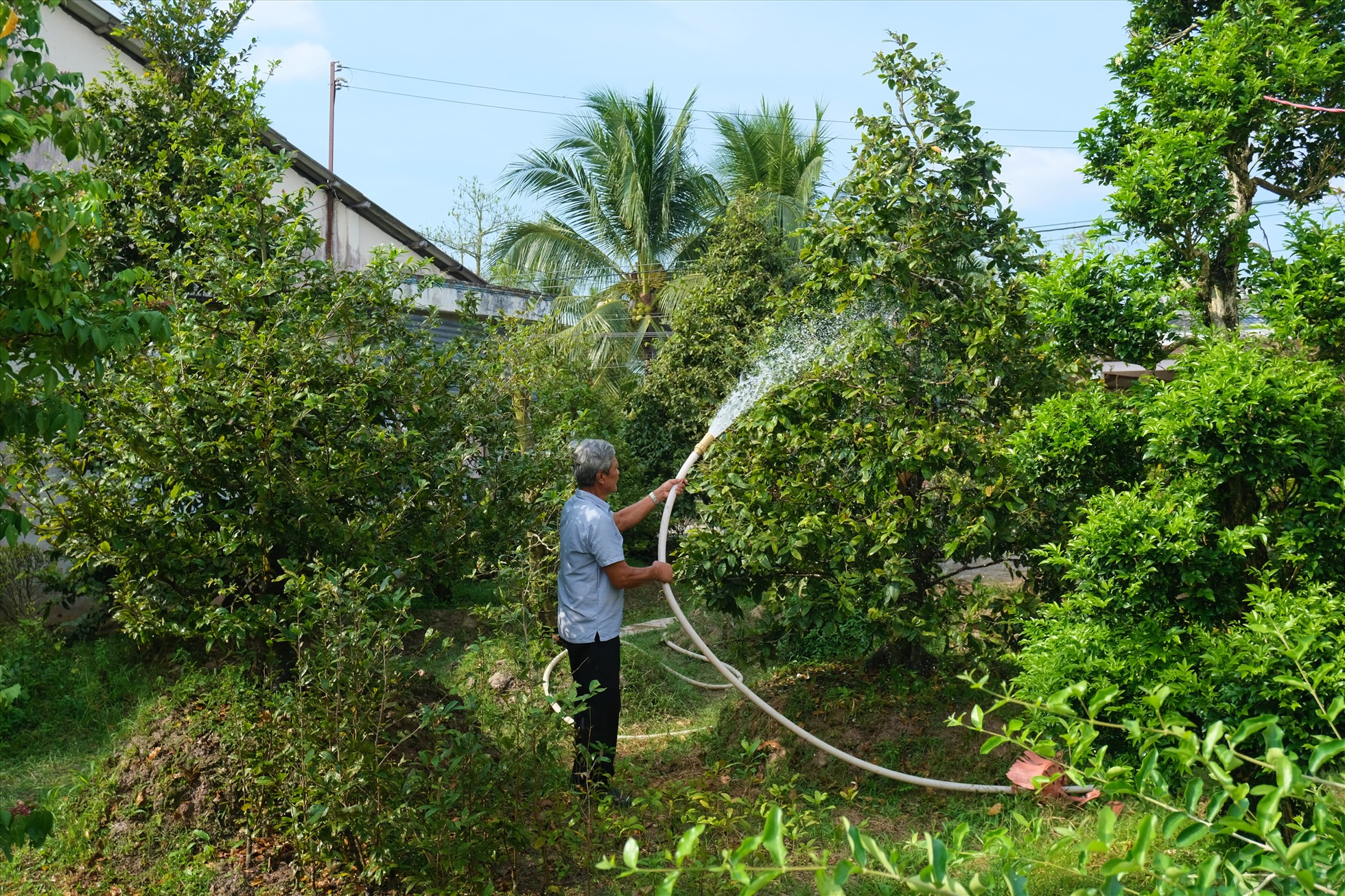 Cận Tết, nhiều vườn mai bạc tỉ ở miền Tây vẫn đìu hiu chờ khách