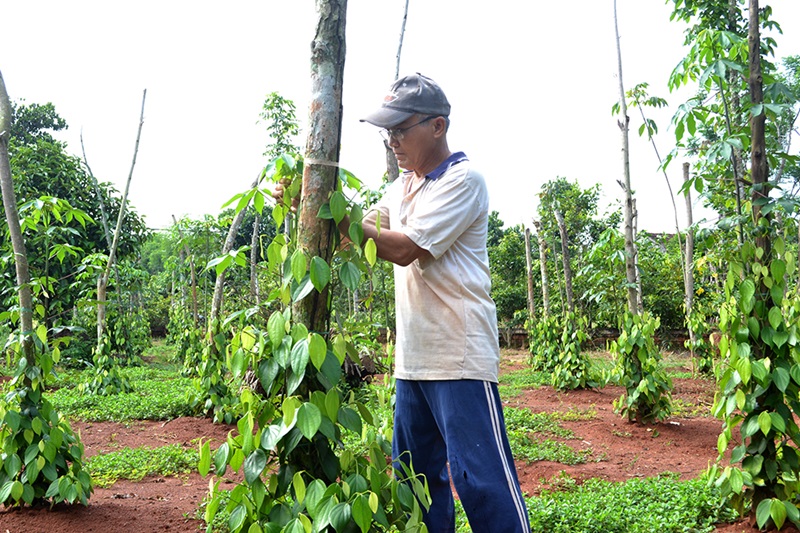 Đồng Nai ưu tiên phát triển nông nghiệp hữu cơ Đồng Nai ưu tiên phát triển nông nghiệp hữu cơ