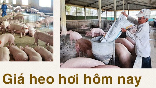 Giá heo hơi hôm nay 3/12: Giảm ở cả 3 miền